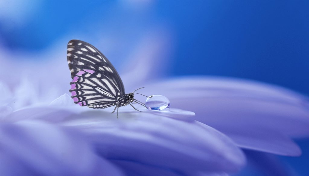 A butterfly of light on a purple flower.